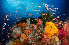Terumbu Karang Raja Ampat Rusak Parah, Begini Reaksi Menko Luhut
